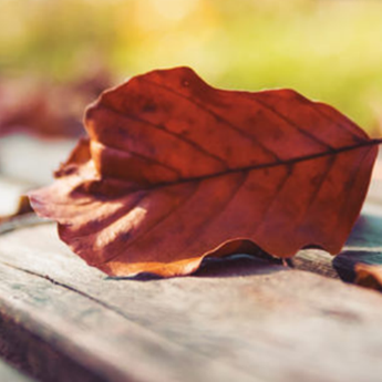 Programa de Actividades Ambientales Hábitat Madrid