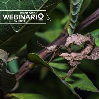 Imagen del Webinario: Coevolución insecto-planta