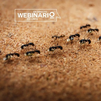 Imagen del Webinario: Comunidades de hormigas en los parques de Madrid