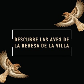 Conoce las aves de la Dehesa