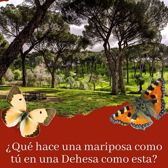 &iquest;Qu&eacute; hace una mariposa como t&uacute; en una Dehesa como esta?