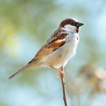 Descubre las aves del Retiro en familia