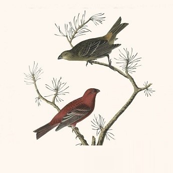 Imagen del Itinerario de Fauna de invierno