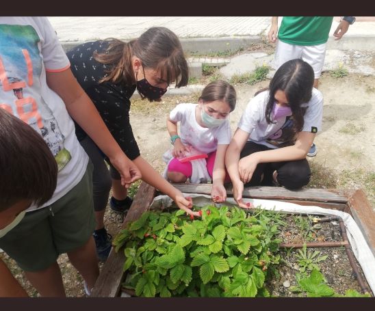 Trabajos en el huerto del colegio El Greco