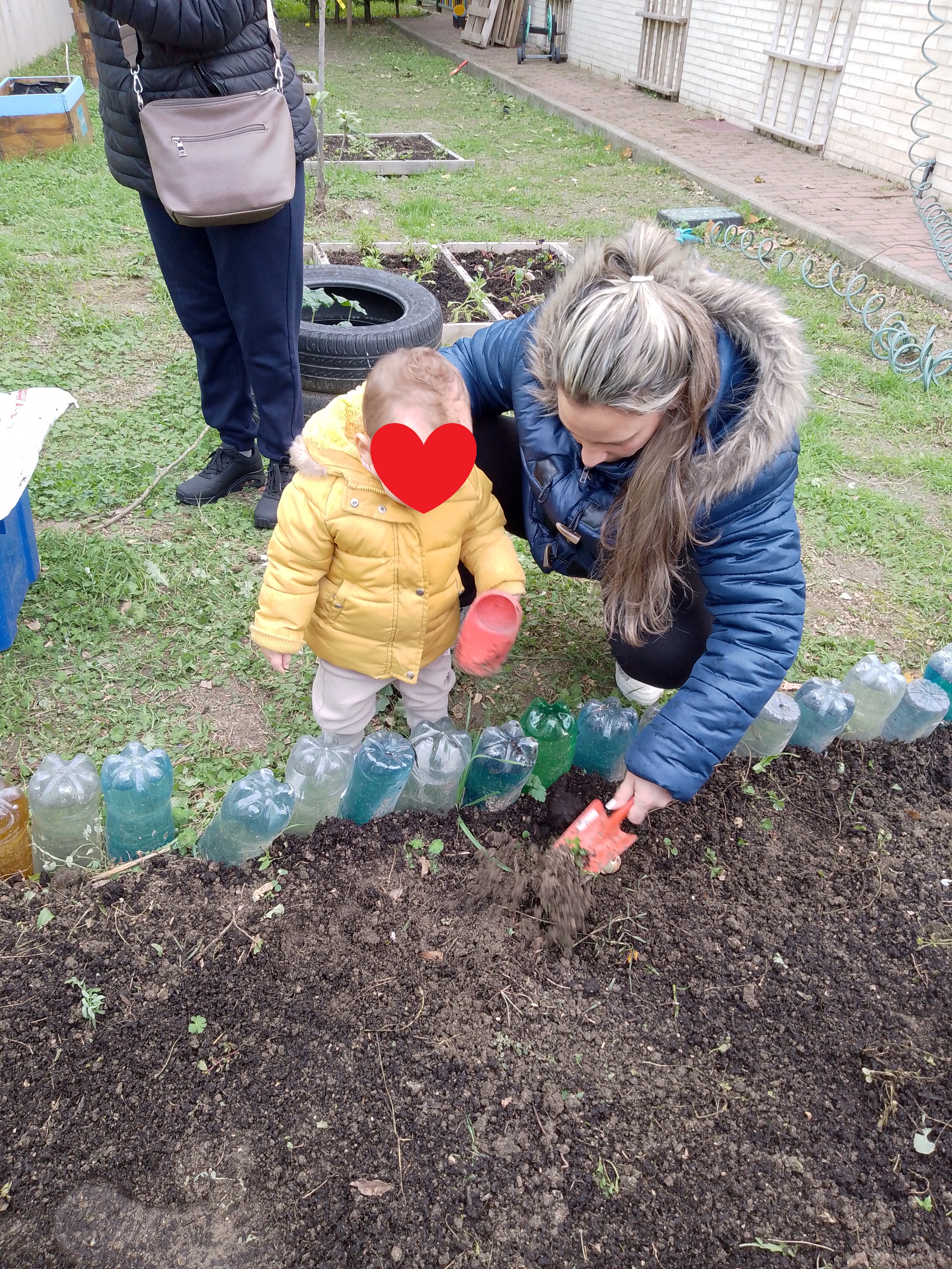 plantando ajos