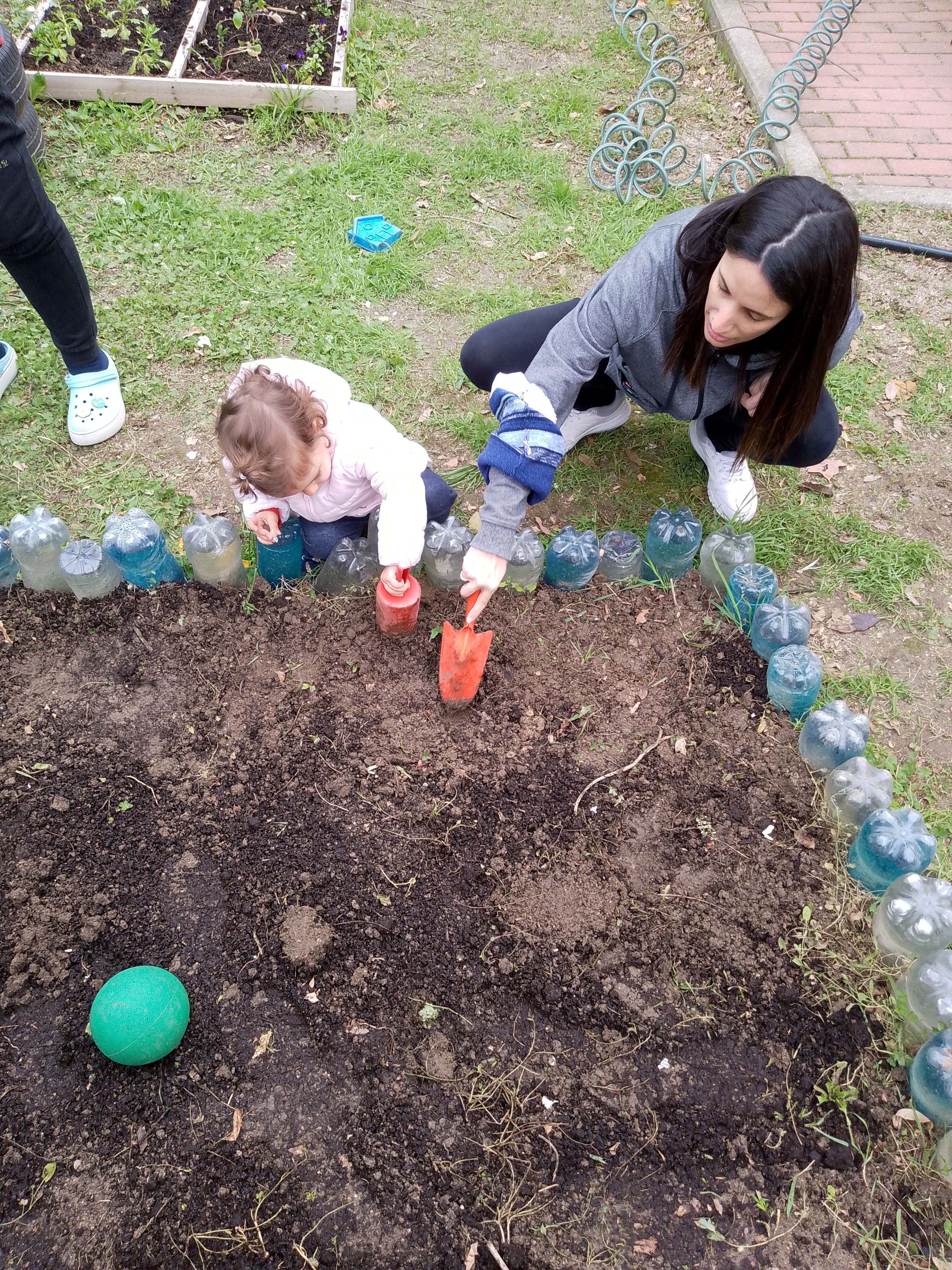 plantando ajos