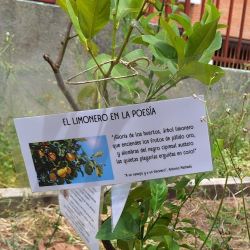 Cartel limonero